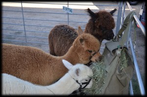 Kid'N Ewe Fiber Festival 2011