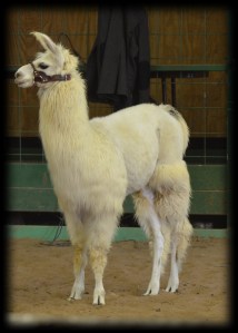 Kid'N Ewe Fiber Festival 2011