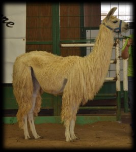 Kid'N Ewe Fiber Festival 2011