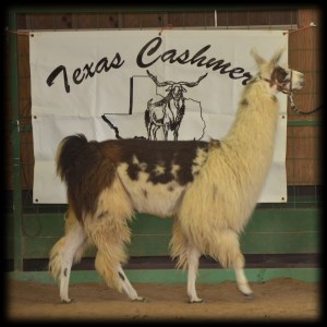 Kid'N Ewe Fiber Festival 2011