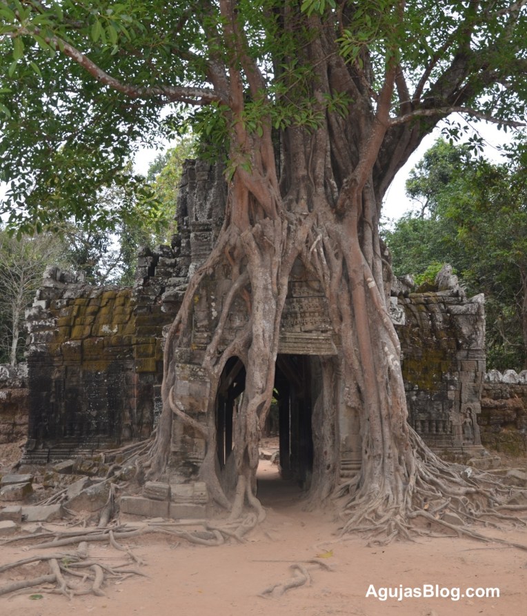 The forest continues to swallow up the temple.