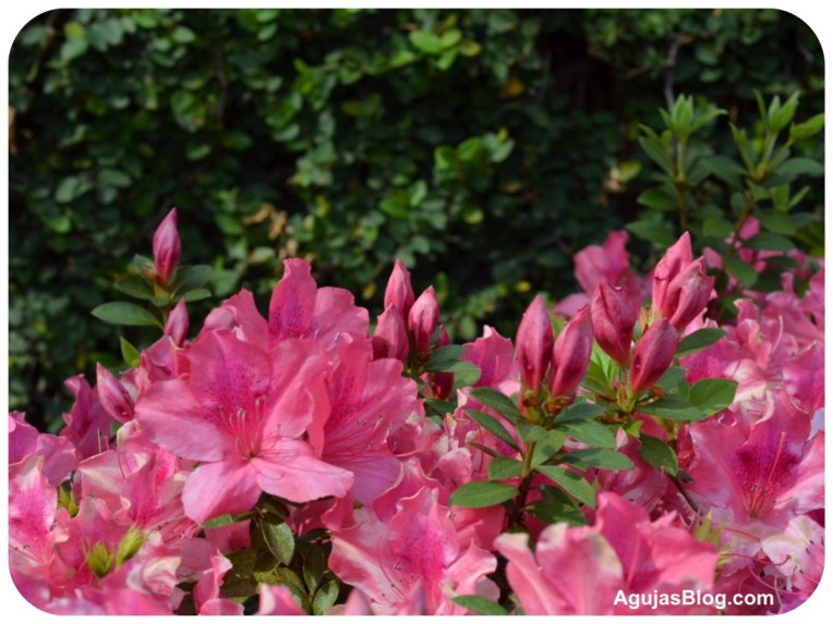 Azalea Buds