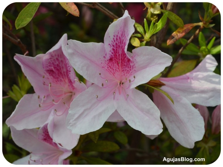 White Azaleas