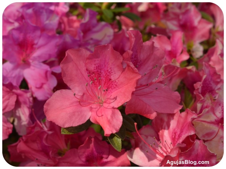 Hot Pink Azaleas