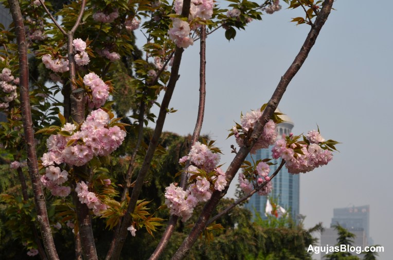 View in Chaoyang District, Beijing, April 2013