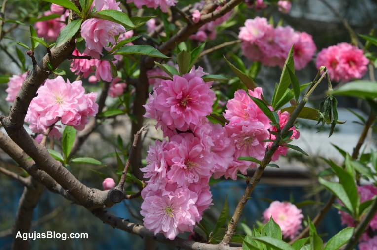 Pink Blossoms, Beijing, April 2013