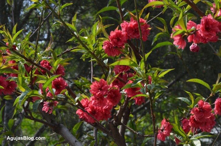 Red blooms in Beijing, April 2013