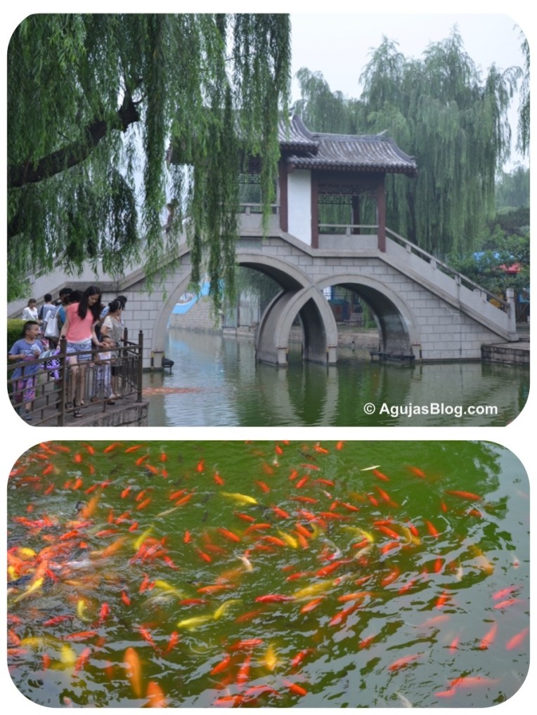 Feeding Fish near a bridge