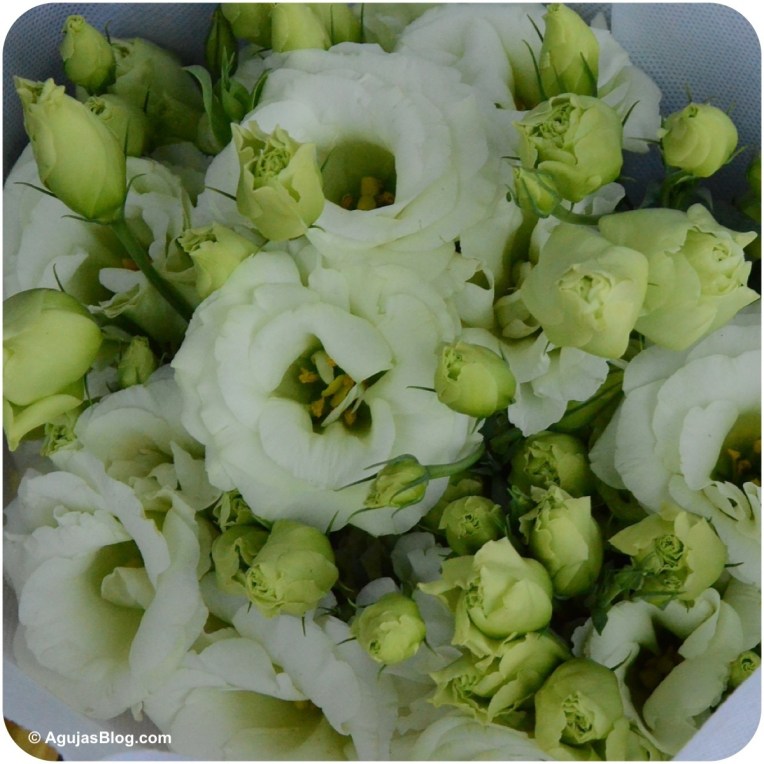 Mong Kok Flower Market 1