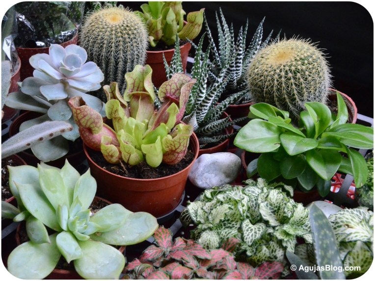 Mong Kok Flower Market 3