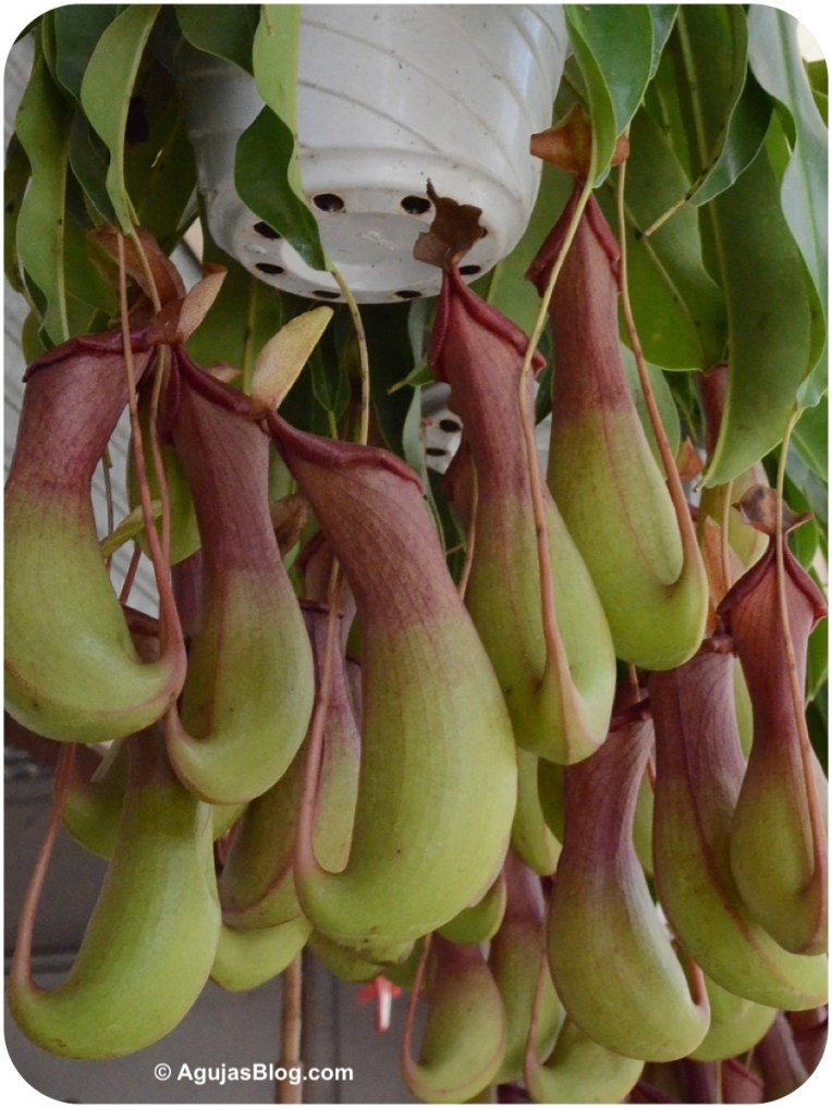 Mong Kok Flower Market 2