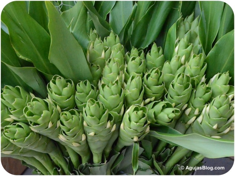 Mong Kok Flower Market 4