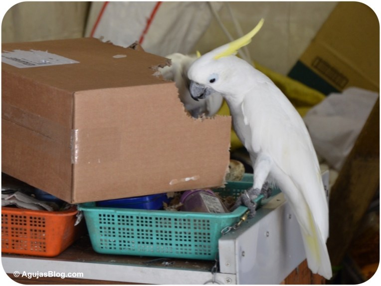 Yuen Po Street Bird Garden 2