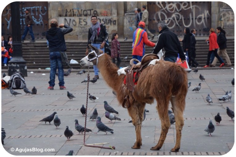 Llamas at Plaza de Bolívar