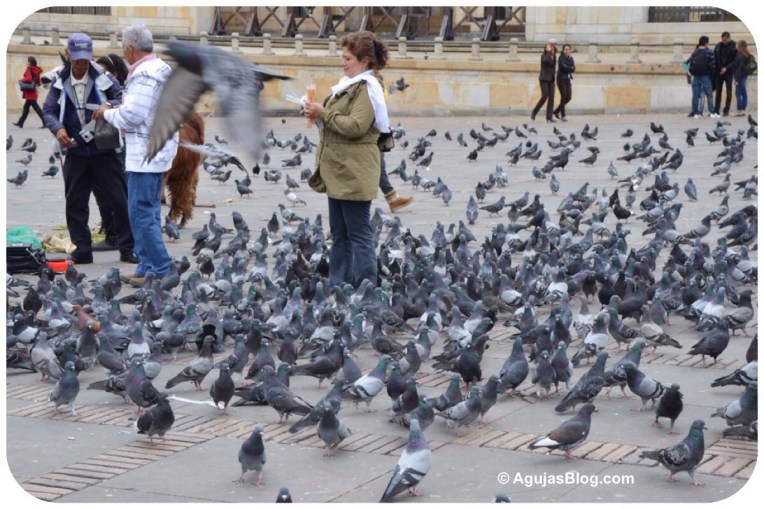 Birds at Plaza de Bolívar