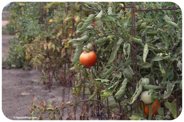 Wildseed Farms Nursery 3