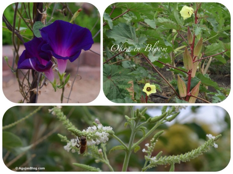 Wildseed Farms Nursery 4