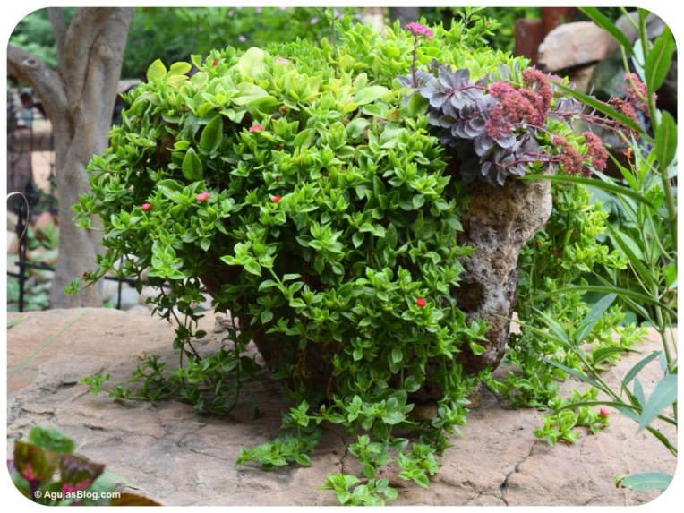 Wildseed Farms Nursery 1