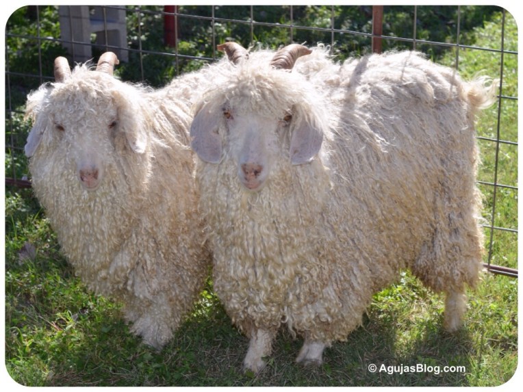 Angora Goats Duo 10/2014