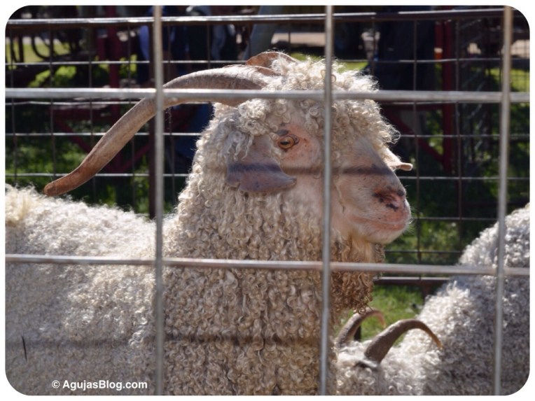 Adult Angora Goat 10/2014