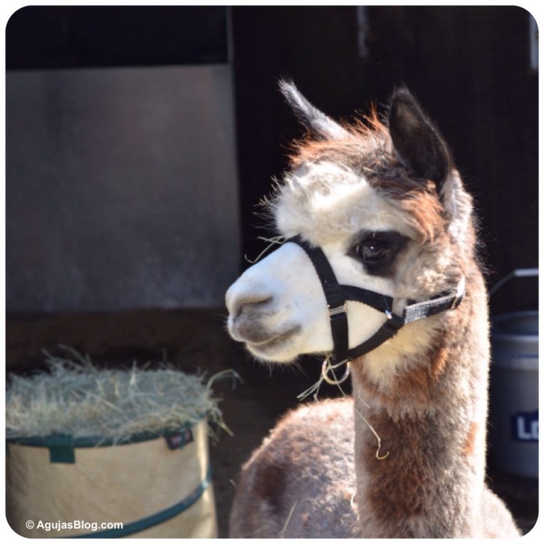 Cibolo Creek Alpaca 10/2014
