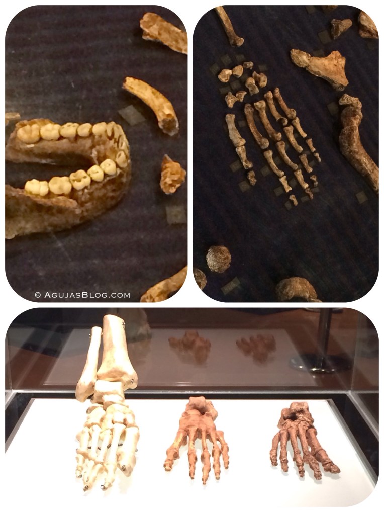 Cradle of Humankind Homo Naledi Fossils 2