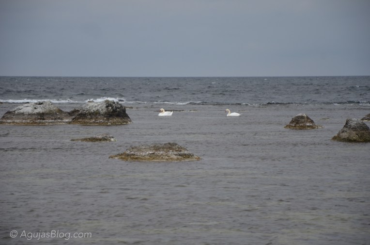 Swans swimming in the cold Baltic Sea