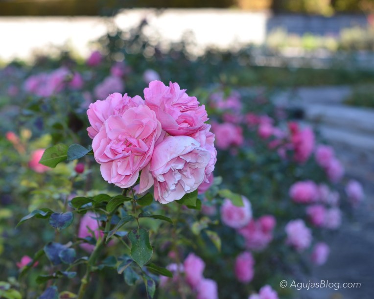 Rósa - Leonardo da vinci.