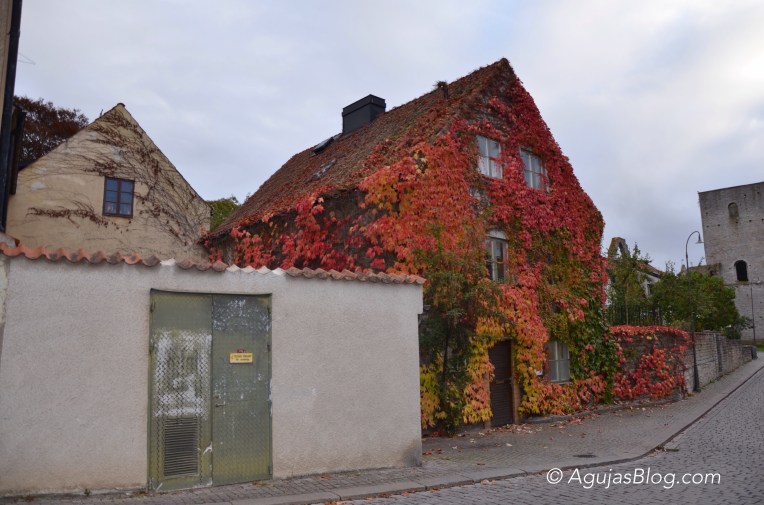 Fall in Visby 1