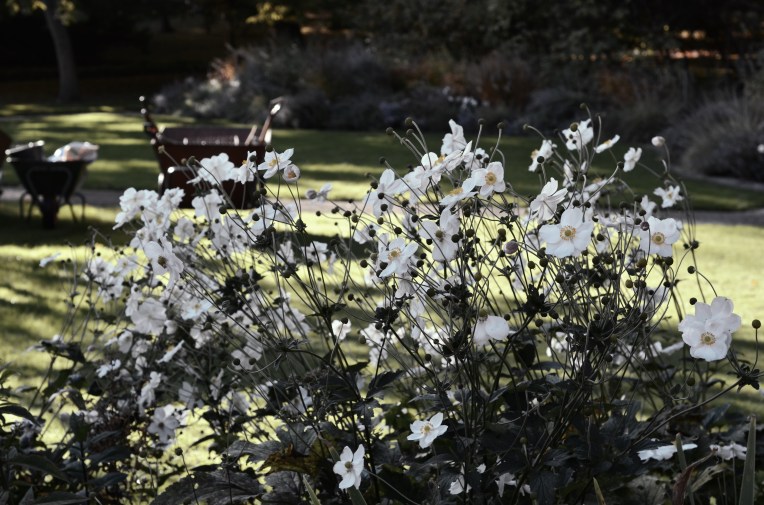 Botanical Gardens - White Dáhlia