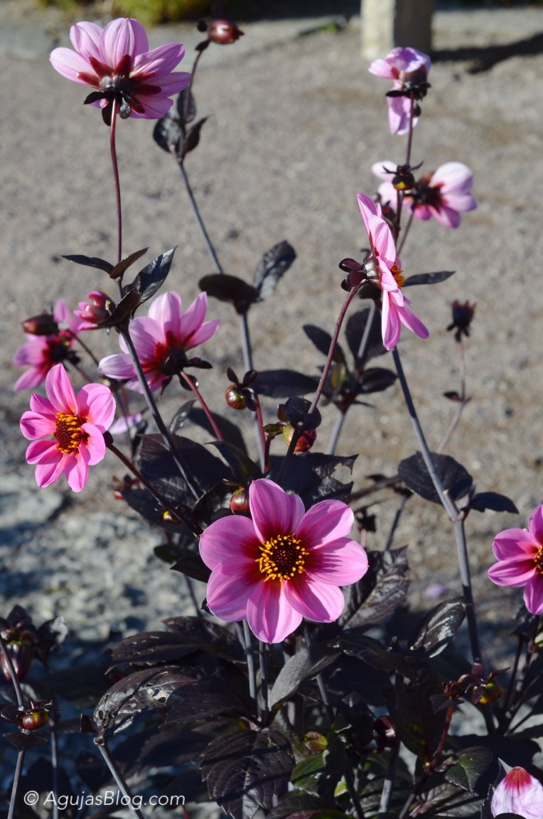 Botanical Gardens - Dáhlia