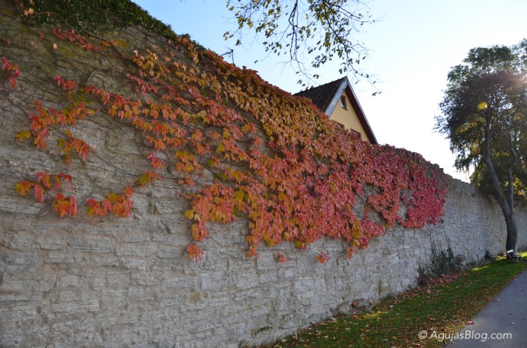 Visby's Medieval Wall with Foliage