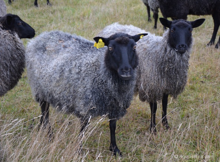 Gotland Sheep grazing on Fårö