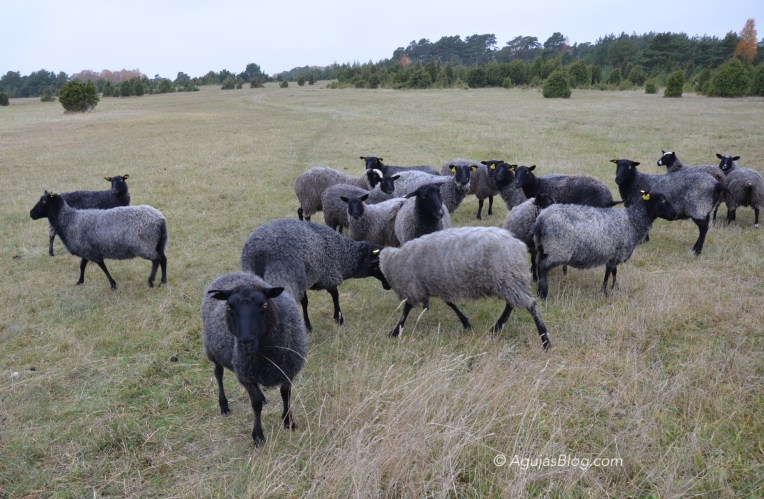 Gotland Sheep playing on Fårö