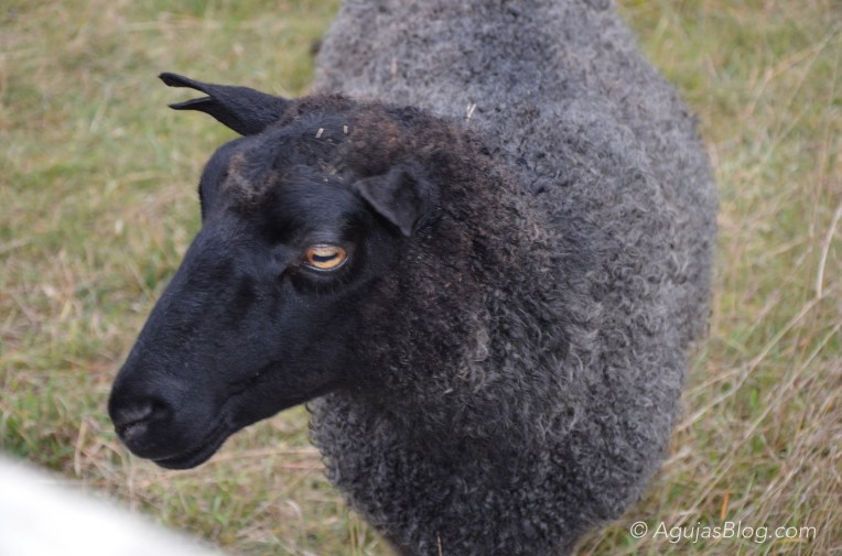 Gotland Sheep eyes (Fårö)