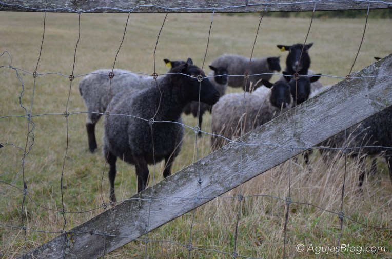 Gotland Sheep - Fårö