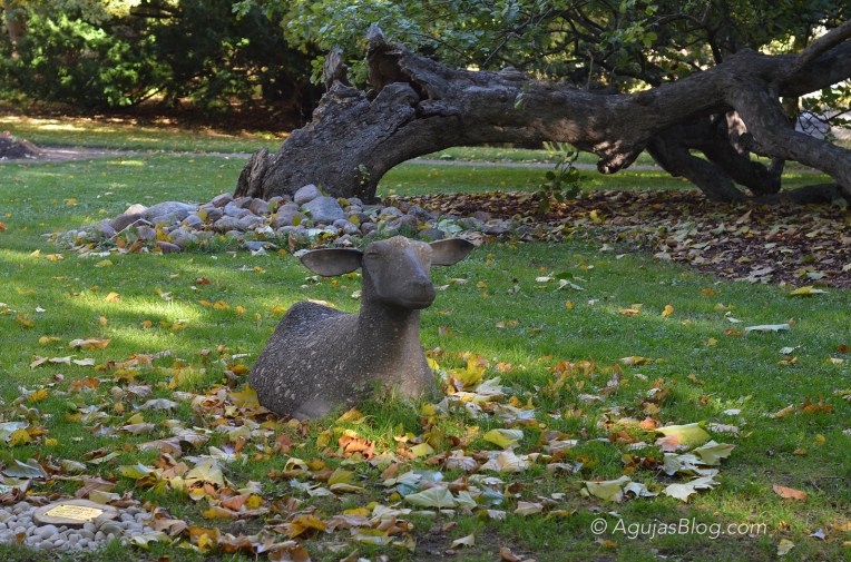 Botanical Gardens - Sheep