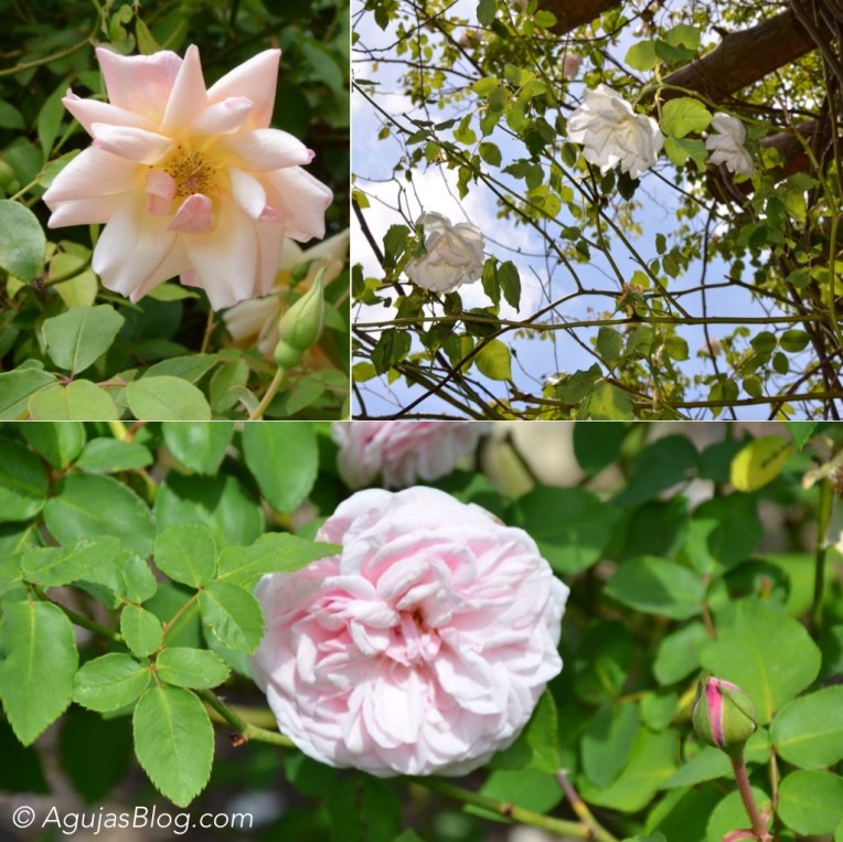 Grandmother's Flower Garden 1