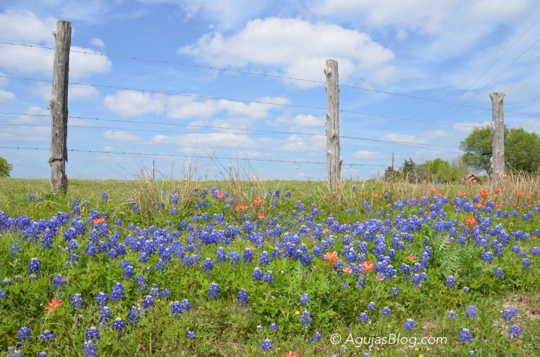Bluebonnets on FM 609
