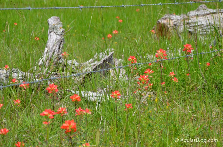 Indian Paintbrushes on FM 609