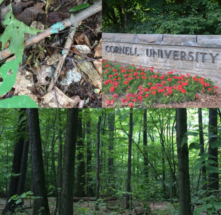 Hoffman Challenge Course